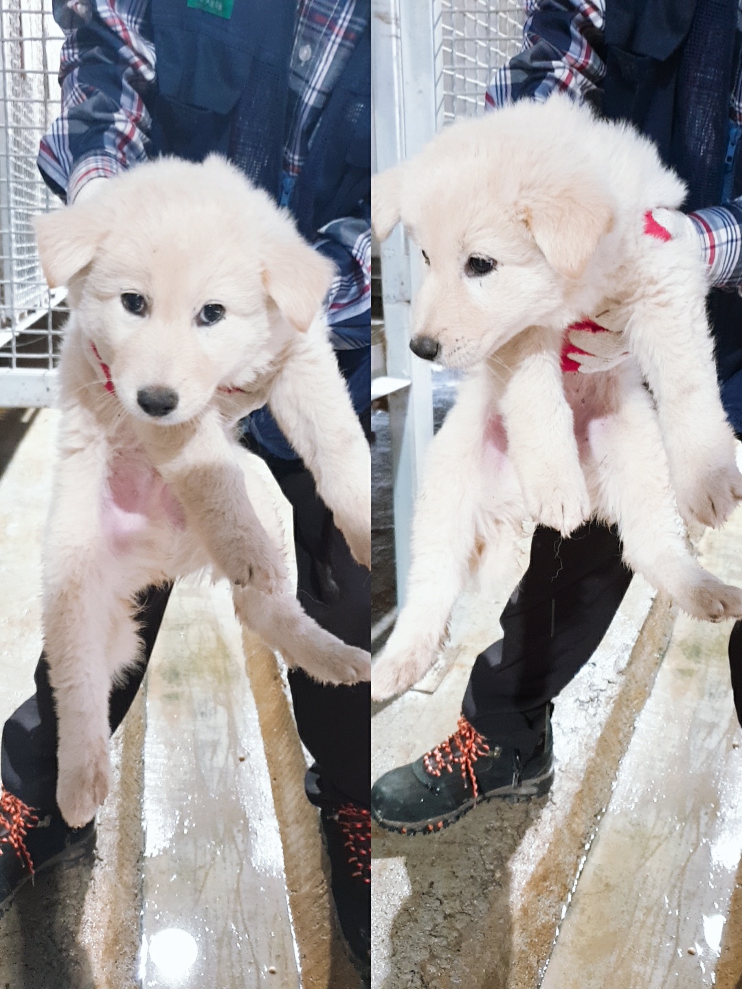 믹스견 이미지 파일 입니다.